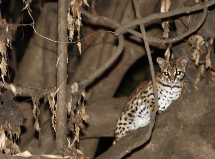 margay, chat-tigre, chat sauvage de la Nouvelle Espagne (Leopardus wiedii)