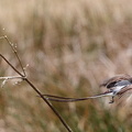 Tyran des savanes Tyrannus savana - Fork-tailed Flycatcher