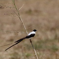 Tyran des savanes Tyrannus savana - Fork-tailed Flycatcher