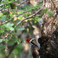 Pic ouentou Dryocopus lineatus - Lineated Woodpecker