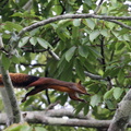 écureuil rouge de l'Amazonie