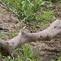 Martin-pêcheur d'Amazonie Chloroceryle amazona - Amazon Kingfisher