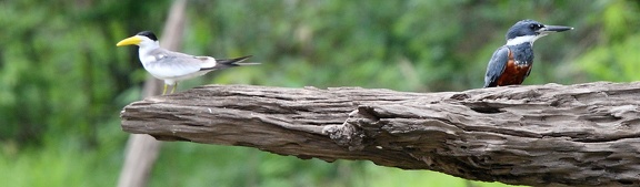 Petite Sterne Sternula antillarum - Least Tern et Martin-pêcheur à ventre roux Megaceryle torquata - Ringed Kingfisher