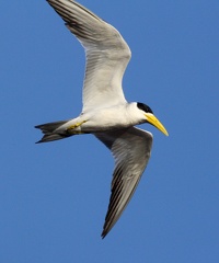 Sterne à gros bec Phaetusa simplex - Large-billed Tern