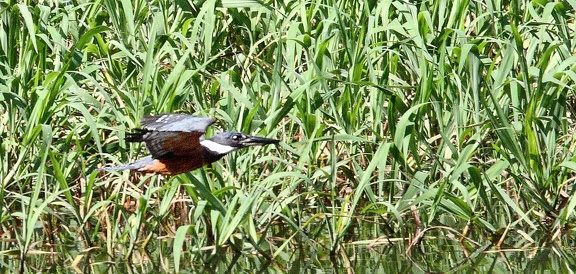 Martin-pêcheur à ventre roux Megaceryle torquata - Ringed Kingfisher
