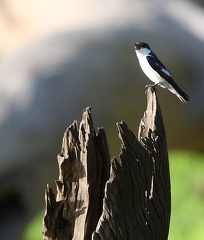 Hirondelle bleu et blanc Notiochelidon cyanoleuca - Blue-and-white Swallow
