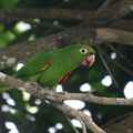 Conure pavouane Aratinga leucophthalma - White-eyed Parakeet