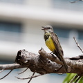 Tyran mélancolique Tyrannus melancholicus - Tropical Kingbird