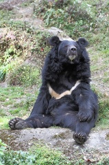 ours noir à col blanc (selenarctos thibetanus)