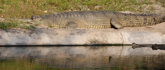gharial (gavialis gangeticus)