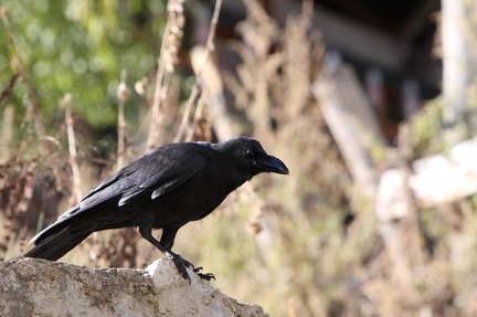 Corbeau à gros bec Corvus macrorhynchos - Large-billed Crow