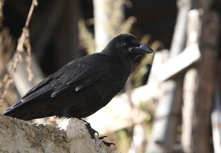 Corbeau à gros bec Corvus macrorhynchos - Large-billed Crow