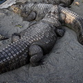 Crocodile des marais Crocodylus palustris