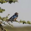 Hirondelle d'Éthiopie Hirundo aethiopica - Ethiopian Swallow