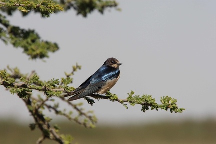 Hirondelle d'Éthiopie Hirundo aethiopica - Ethiopian Swallow
