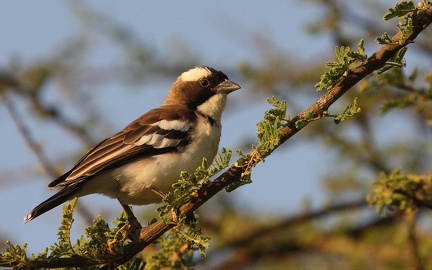 Mahali à sourcils blancs - Plocepasser mahali - White-browed Sparrow-Weaver