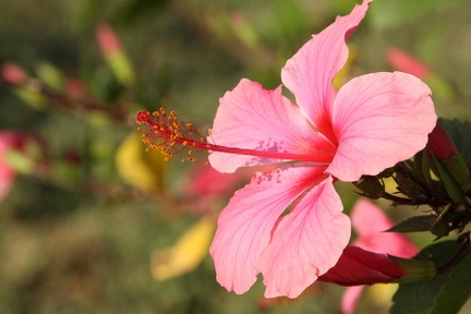 Hibiscus Rose de Chine  Hibiscus rosa-sinensis