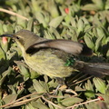 Souimanga à ventre jaune Cinnyris venustus - Variable Sunbird