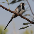 Tourterelle masquée - Oena capensis, Namaqua Dove