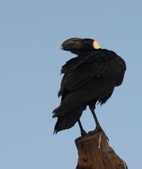 Corbeau corbivau Corvus crassirostris - Thick-billed Raven