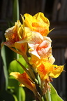 canna lily - safran marron