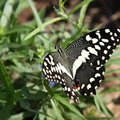 Papilio demoleus  Voilier échiquier