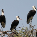 Cigogne épiscopale Ciconia episcopus - Woolly-necked Stork