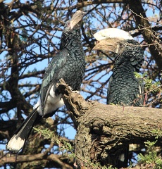 calao à joues argent , bycanistes brevis - silvery-cheeked hornbill