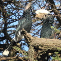 calao à joues argent , bycanistes brevis - silvery-cheeked hornbill