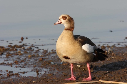 Ouette d'Egypte - Alopochen aegyptiacus - Egyptian Goose