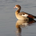 Ouette d'Egypte - Alopochen aegyptiacus - Egyptian Goose