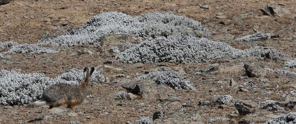 Lièvre des hauts-plateaux éthiopiens Lepus starcki