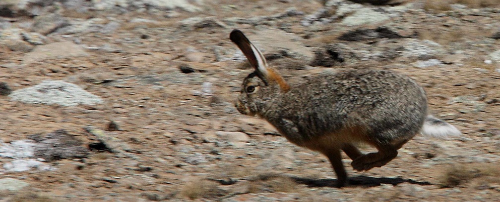 Lièvre des hauts-plateaux éthiopiens Lepus starcki