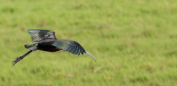 Ibis falcinelle Plegadis falcinellus - Glossy Ibis