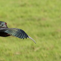 Ibis falcinelle Plegadis falcinellus - Glossy Ibis