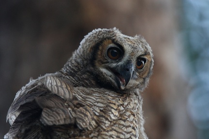 Grand-duc d'Amérique Bubo virginianus - Great Horned Owl