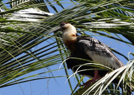 Ibis mandore Theristicus caudatus - Buff-necked Ibis