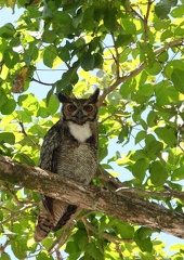 Grand-duc d'Amérique Bubo virginianus - Great Horned Owl