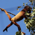 singe hurleur roux (Alouatta seniculus)