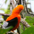 Coq-de-roche orange Rupicola rupicola - Guianan Cock-of-the-rock