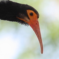 Ibis à queue pointue Cercibis oxycerca - Sharp-tailed Ibis