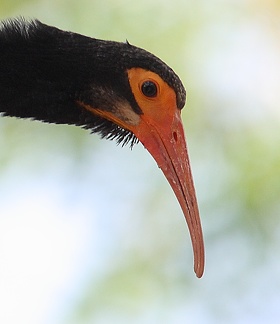 Ibis à queue pointue Cercibis oxycerca - Sharp-tailed Ibis