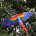 Ara rouge Ara macao - Scarlet Macaw 