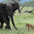 éléphant contre lionne