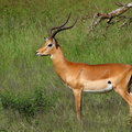 Impala mâle, Aepyceros melampus