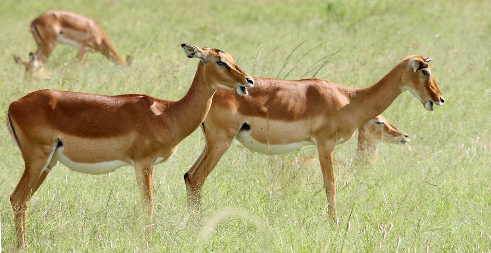 Impala , Aepyceros melampus