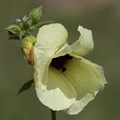 fleur de gombo (okra)