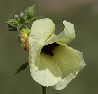 fleur de gombo (okra)
