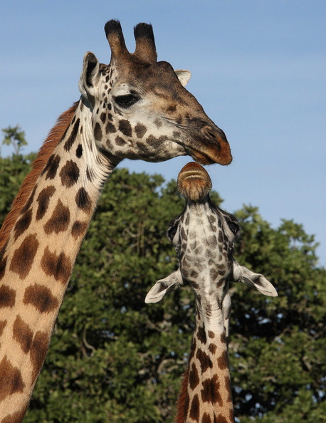Girafe masaï : gros bisou