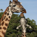 Girafe masaï : gros bisou